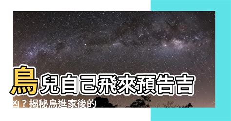 鳥自己飛來|【家裡飛來鳥】家裡飛來鳥竟是吉兆？不可思議的鳥類報喜徵兆